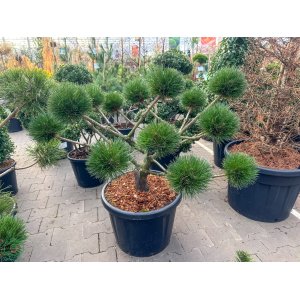 Borovica čierna (Pinus nigra) ´BREPO´ – výška 70-90 cm, Ø 100+cm, kont. C35L – EXTRA, EXEMPLÁR